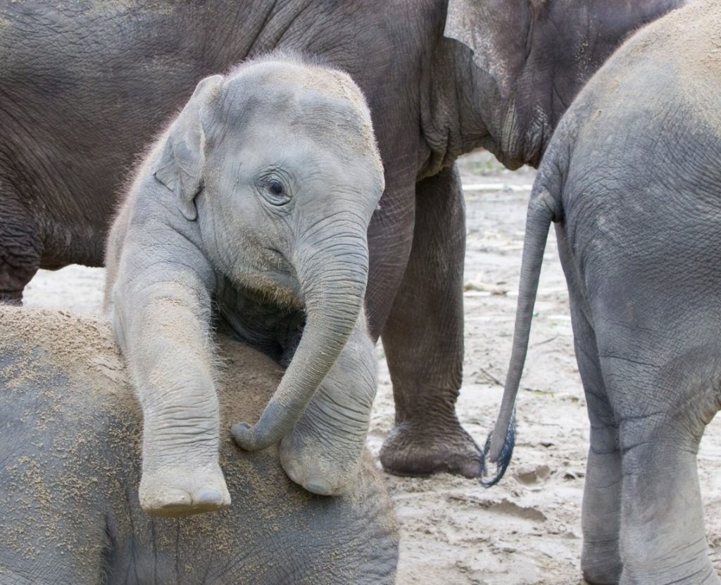 Mladí sloni rádi řádí!