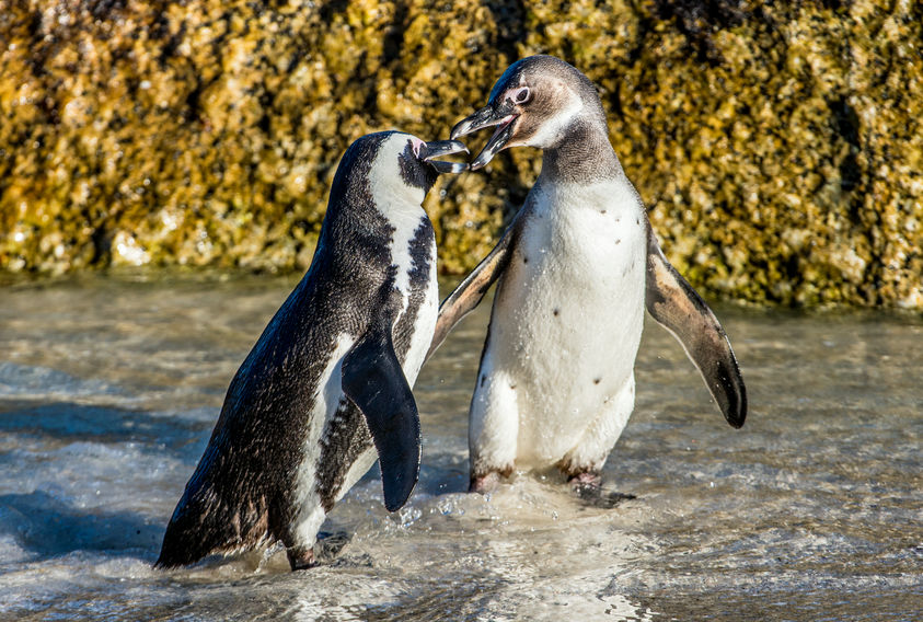 Tučňáci umí dovádět a ani netuší, jak jsou u toho roztomilí