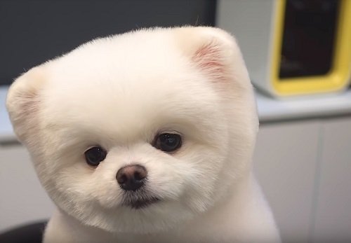 Bílý pomerian v psím kadeřnictví. Je z něj nejroztomilejší štěně na světě