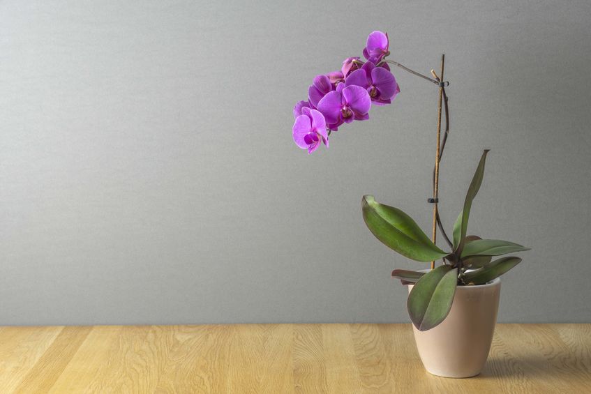 chyby při pěstování orchidejí