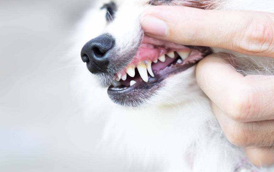 dentální hygiena u psů