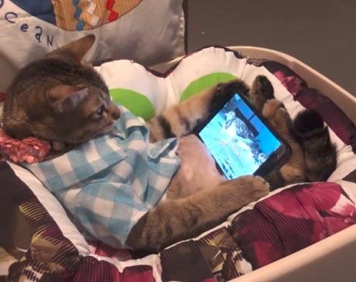 Odpočívající kočka sleduje tablet s videem s ptáky a nenechá se rušit