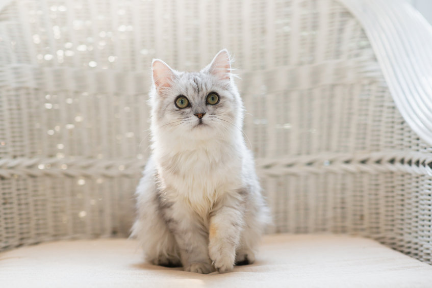 perská kočka