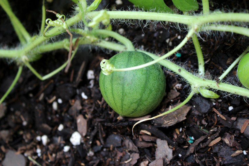 pěstování melounu na balkóně