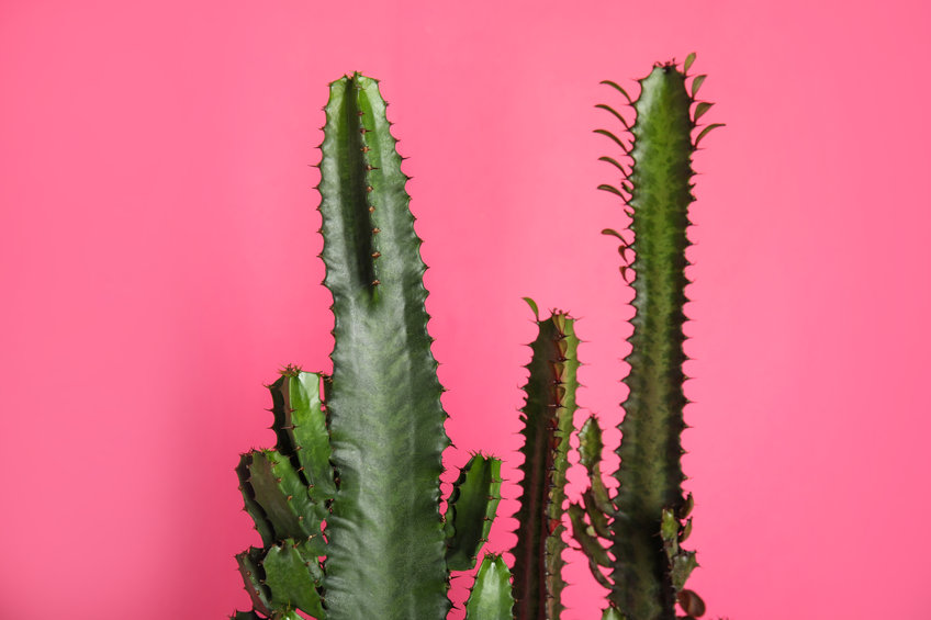 pokojovky kaktusy