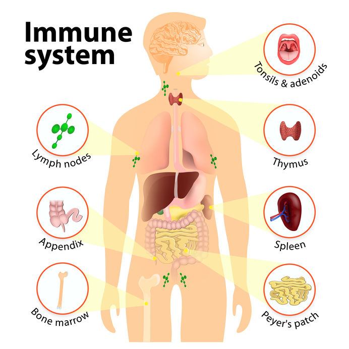 Imunitni-system