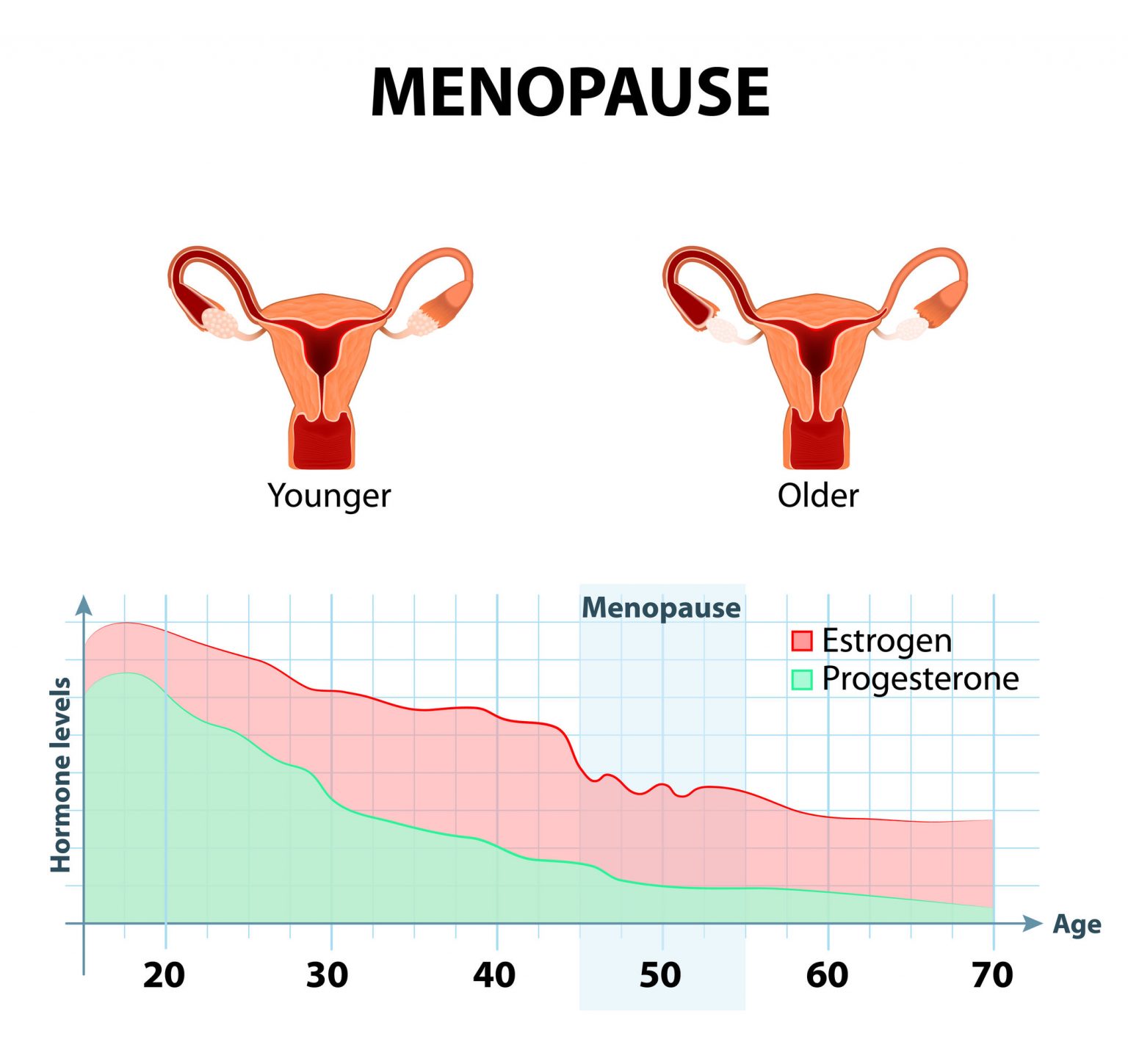 Menopauza-a-estrogen