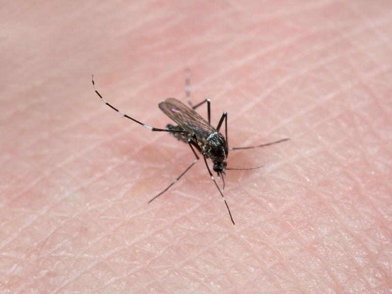 komari