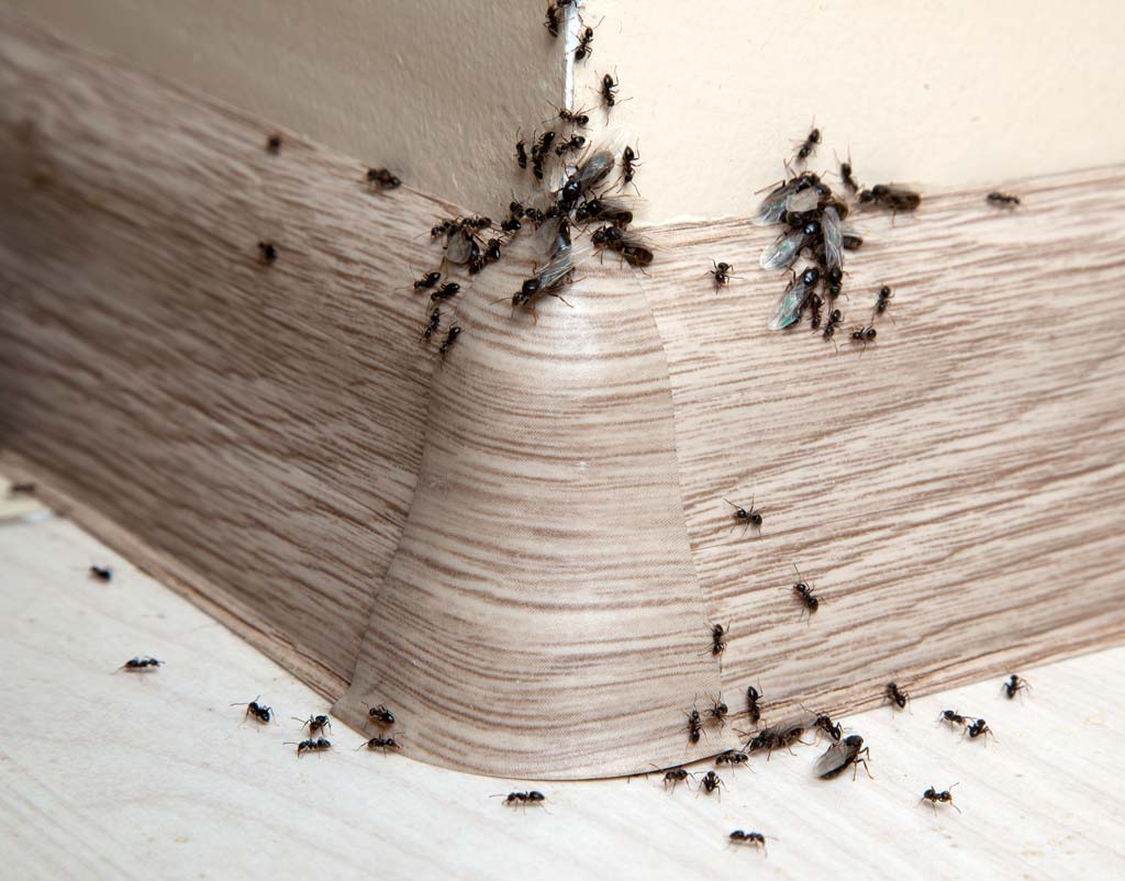 mravenci-1