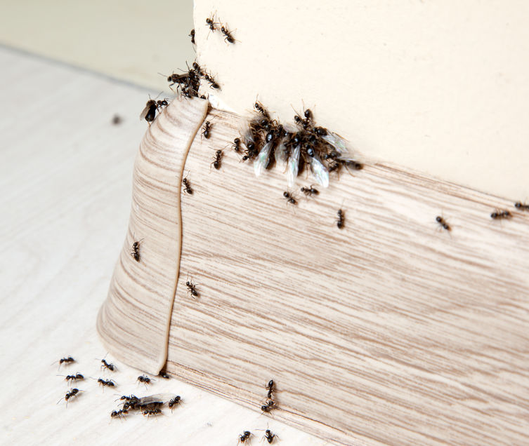 mravenci-v-dome
