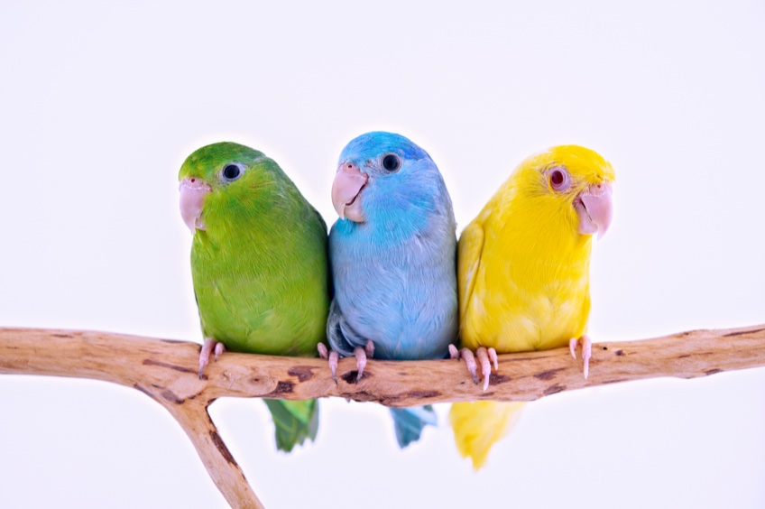 papoušíčci