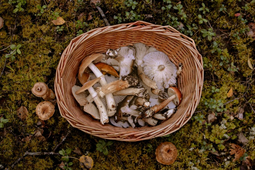 sbírat houby