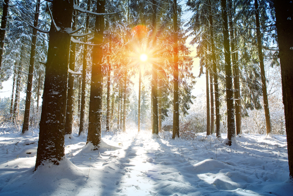 Lednová procházka v zasněženém lese.